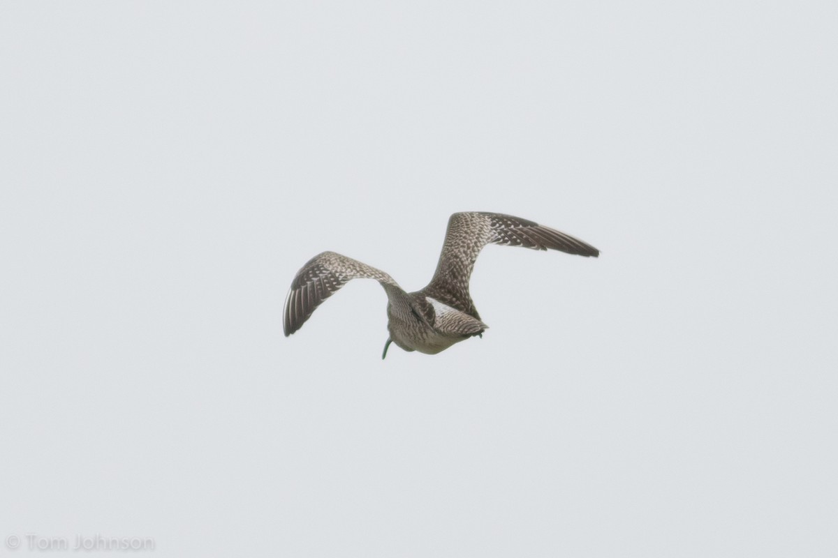 Whimbrel (Siberian) - ML105585871