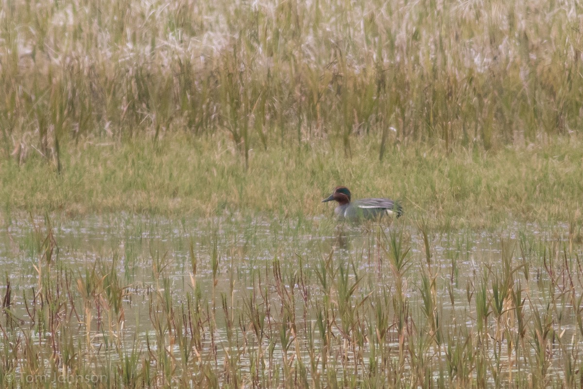 Green-winged Teal (Eurasian x American) - Tom Johnson