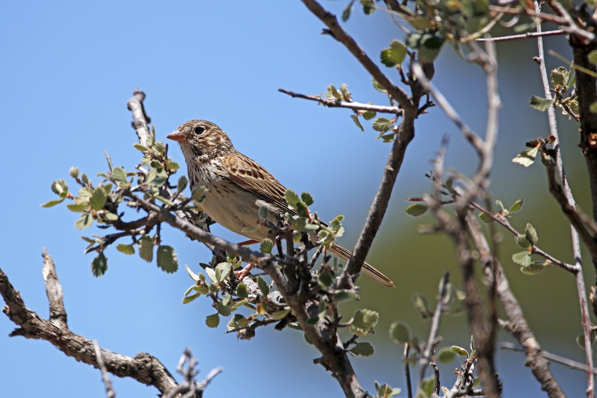 オジロヒメドリ - ML105587271