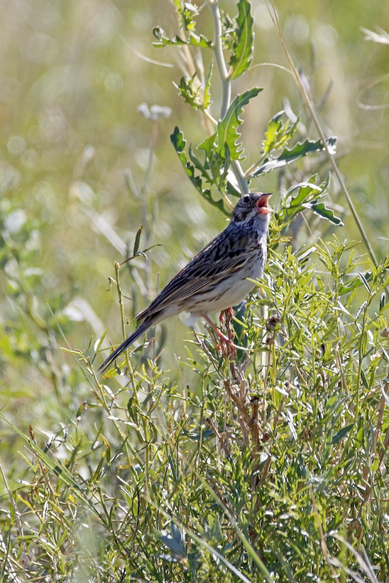 オジロヒメドリ - ML105587291