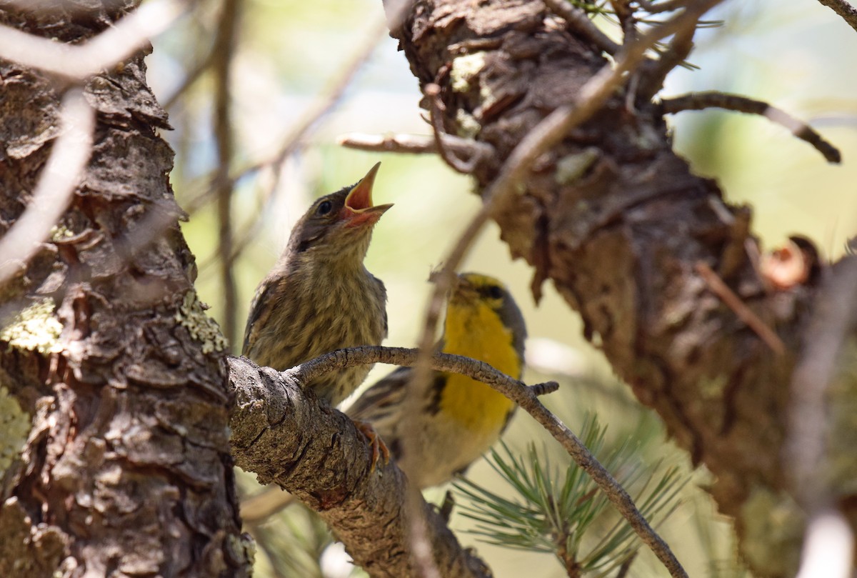 Grace's Warbler - Ryan O'Donnell