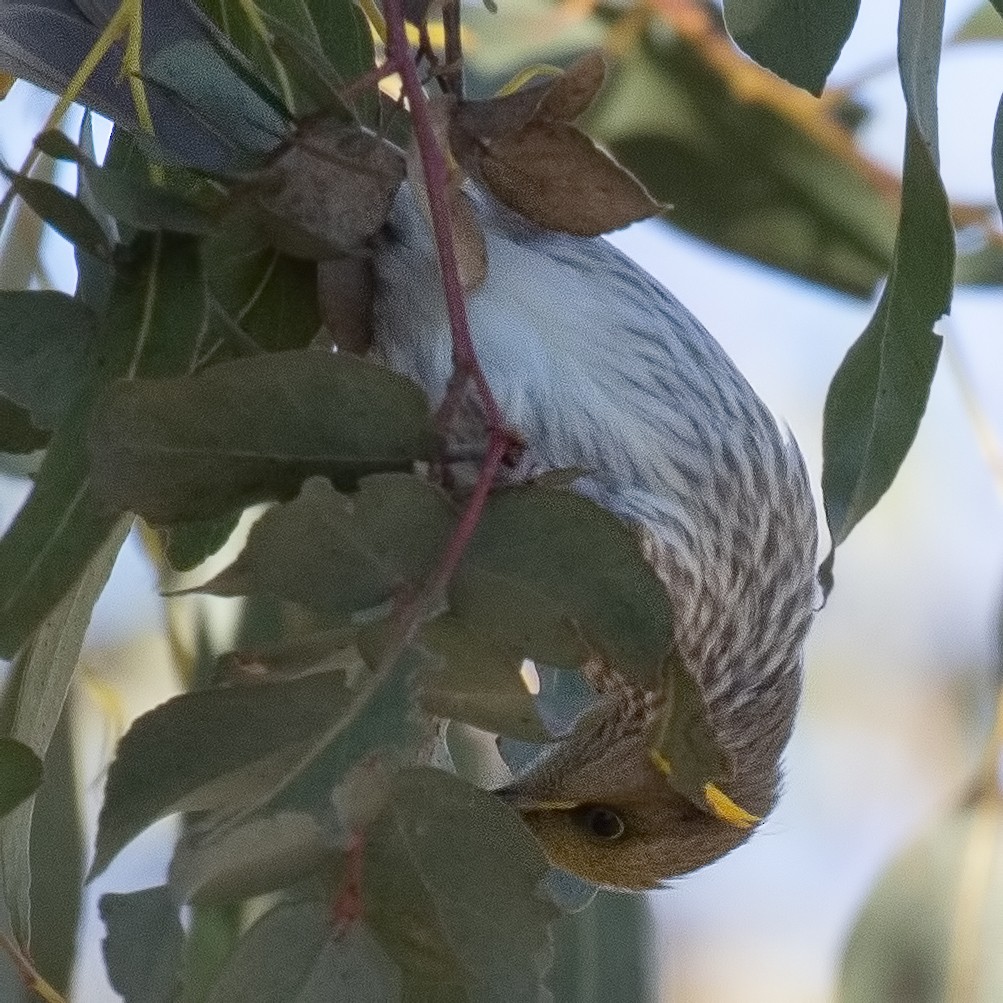 Yellow-plumed Honeyeater - ML105589611