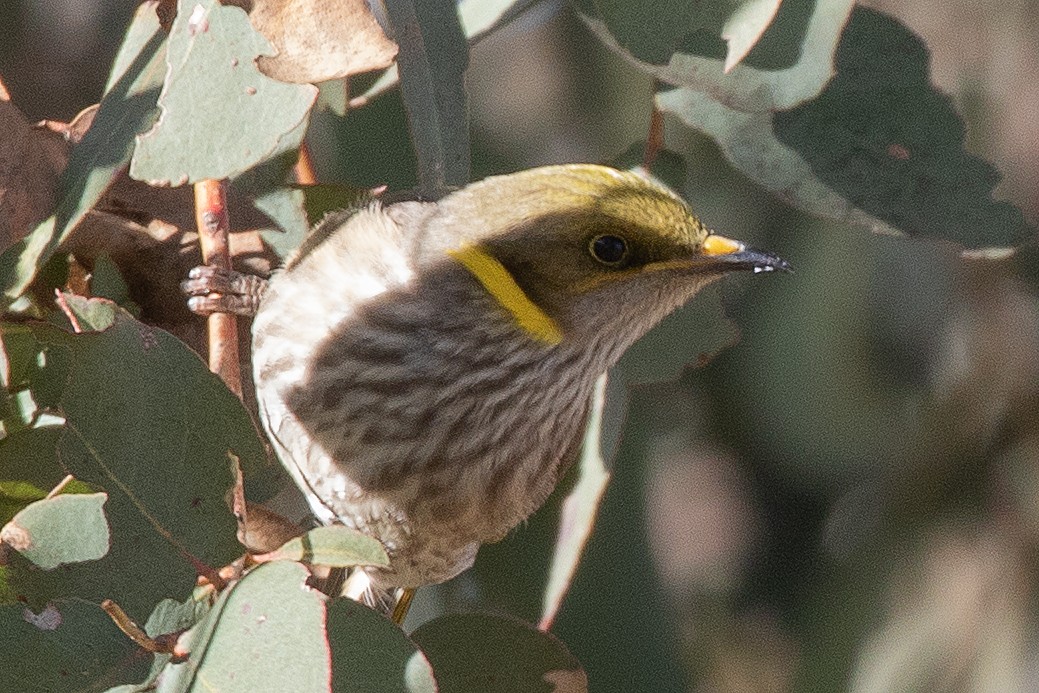 Yellow-plumed Honeyeater - ML105589621