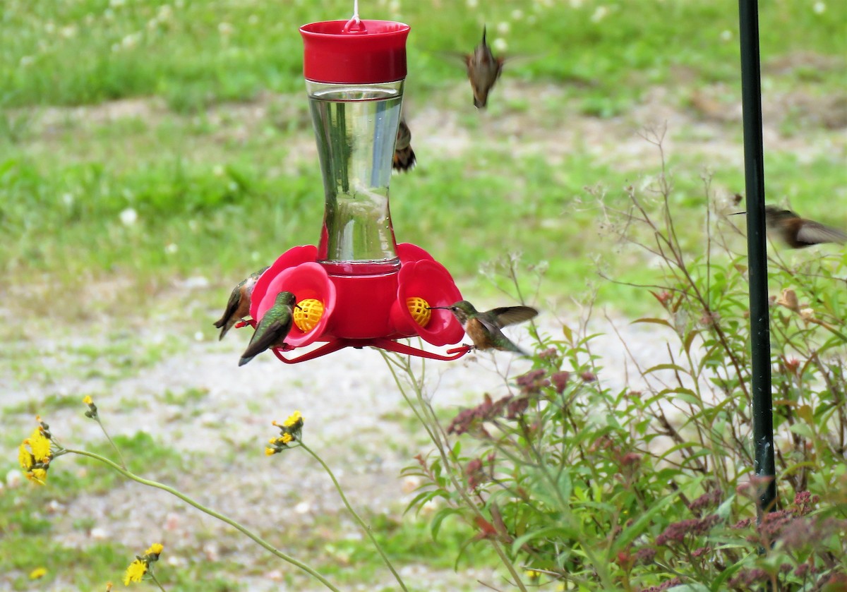 Rufous Hummingbird - Teresa Weismiller