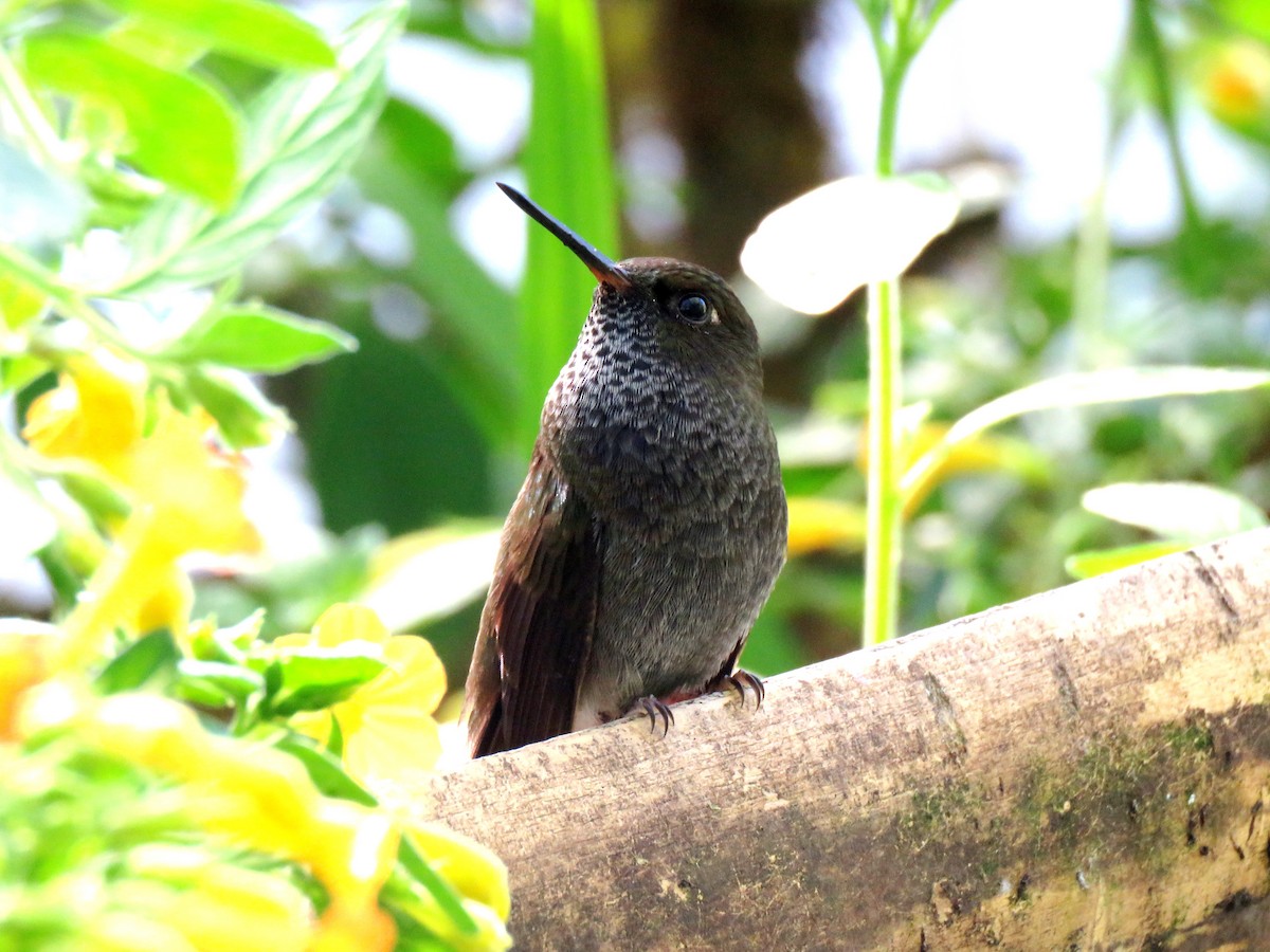 Hoary Puffleg - ML105591181