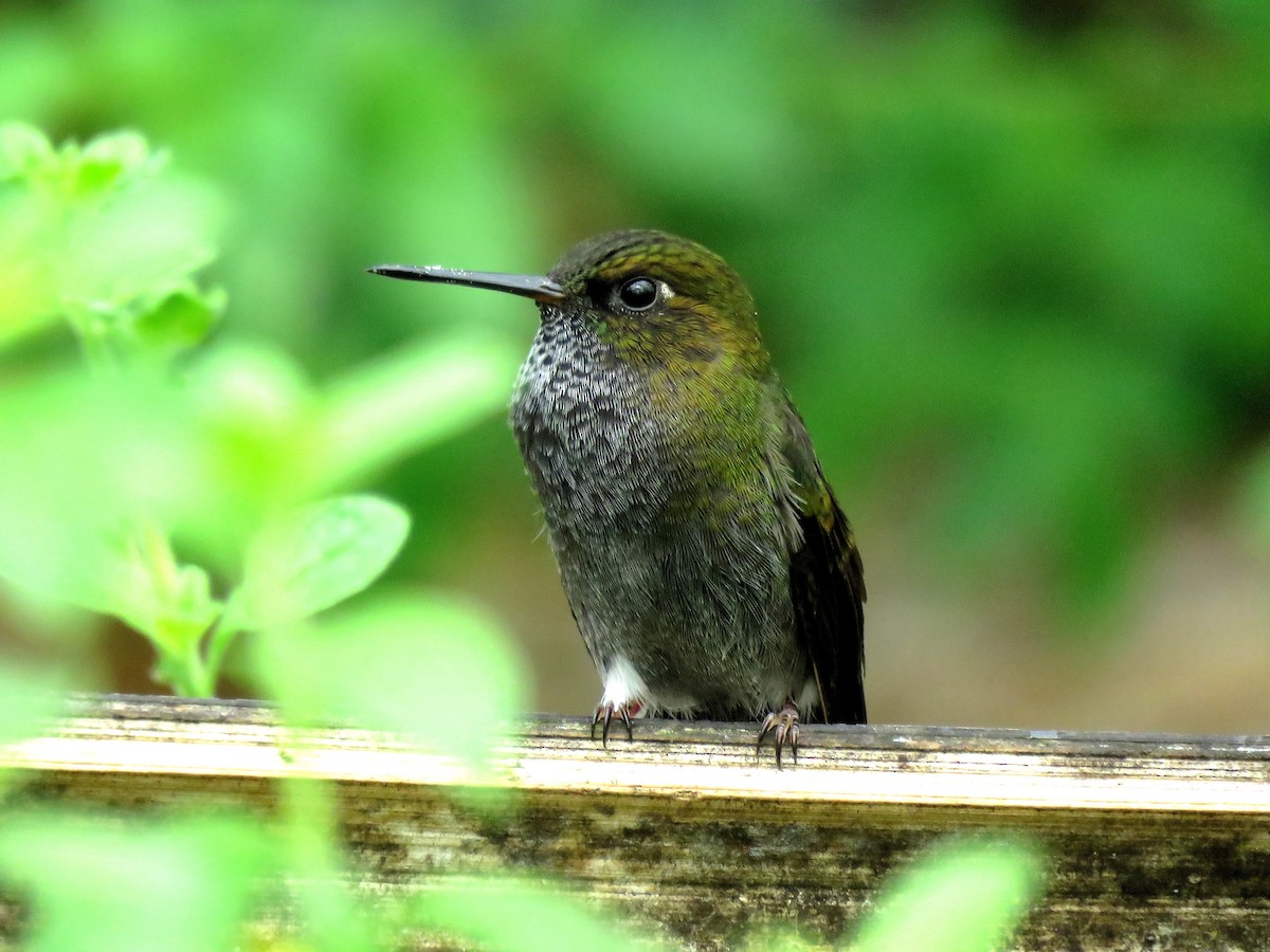 Hoary Puffleg - ML105591261