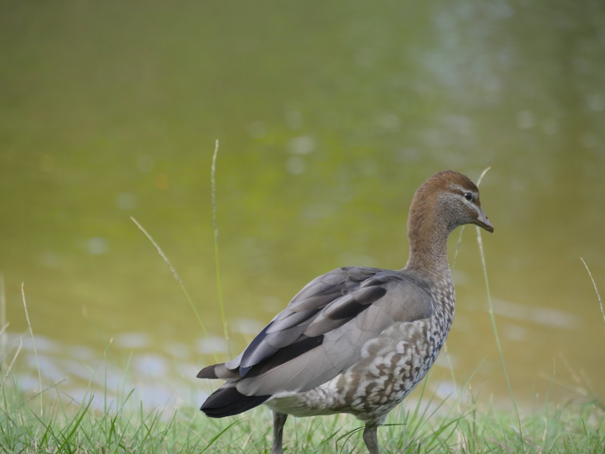 Maned Duck - ML105592471