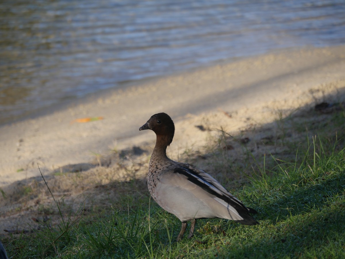 Maned Duck - ML105592491