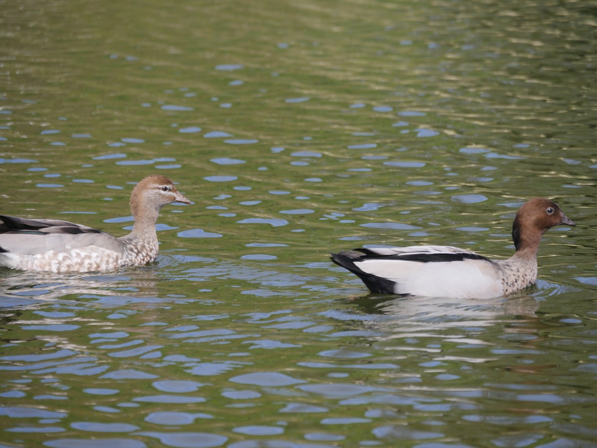 Maned Duck - ML105592541