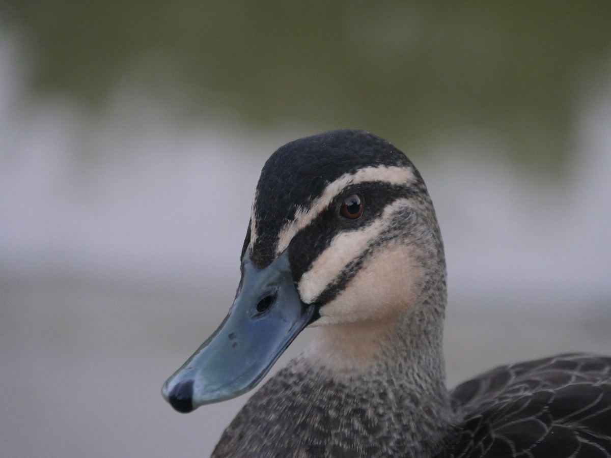 Pacific Black Duck - ML105592581