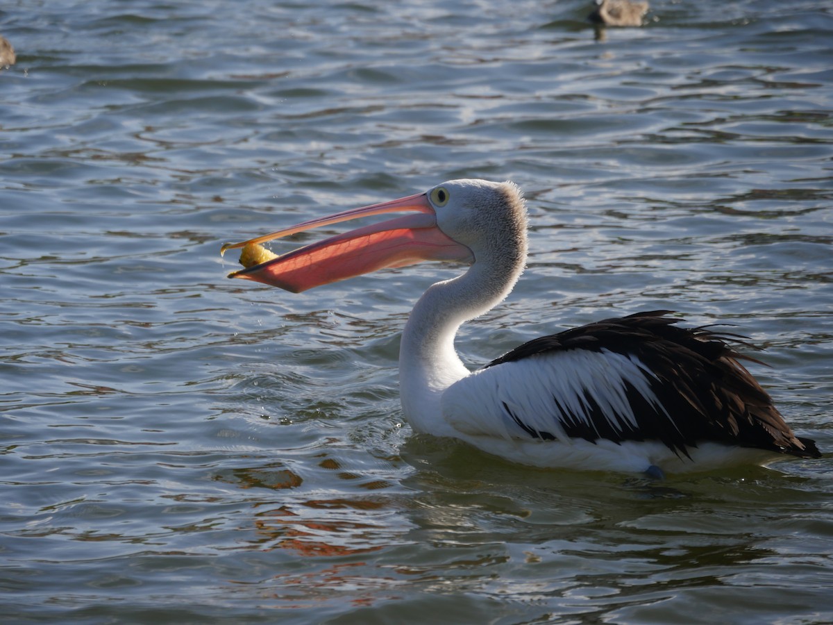 Australian Pelican - ML105592641