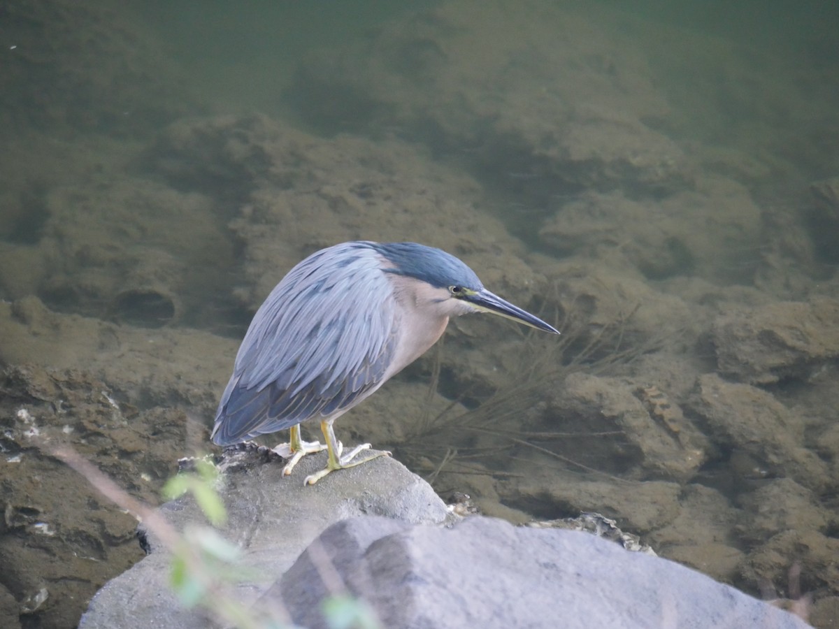 Little Heron - ML105592711