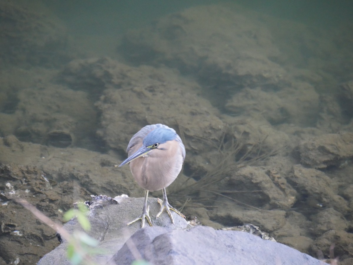 Little Heron - ML105592721