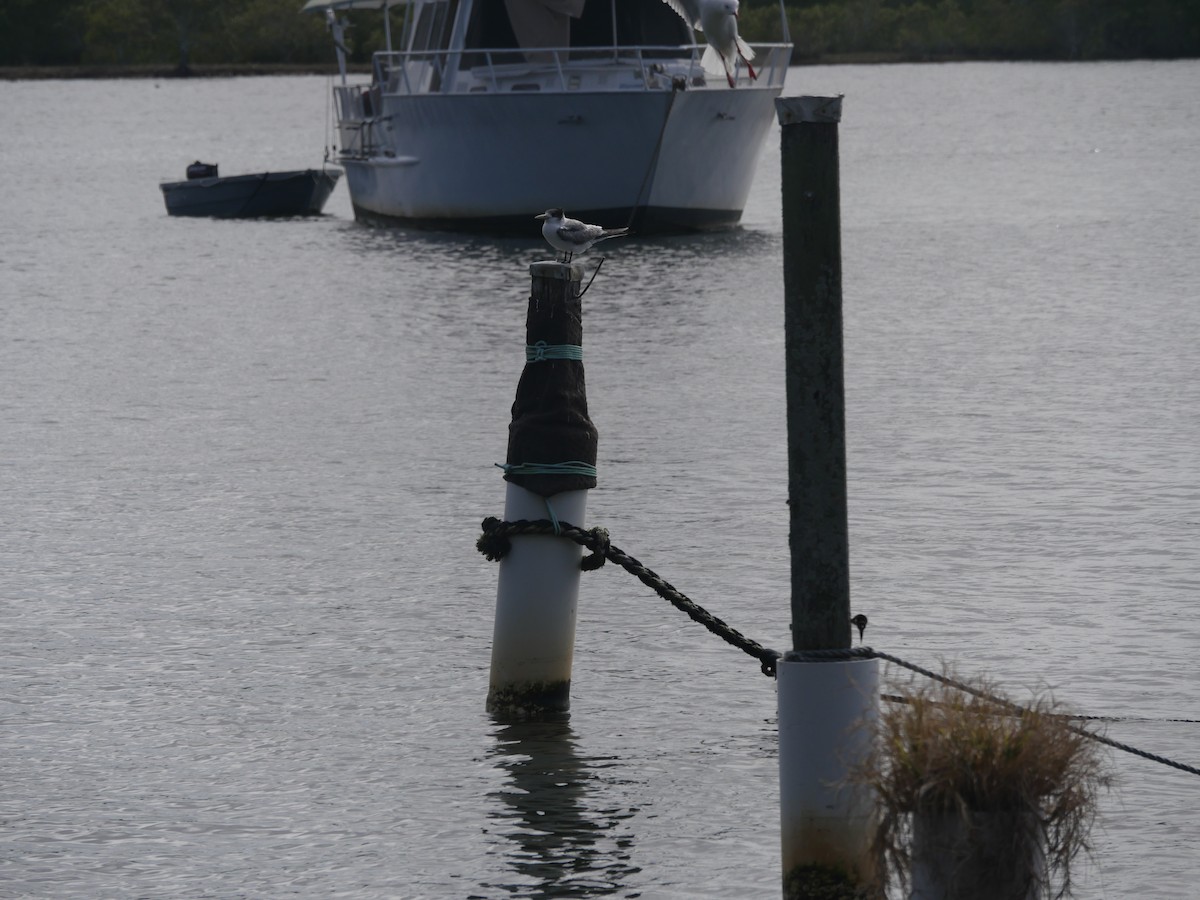 Great Crested Tern - ML105592881