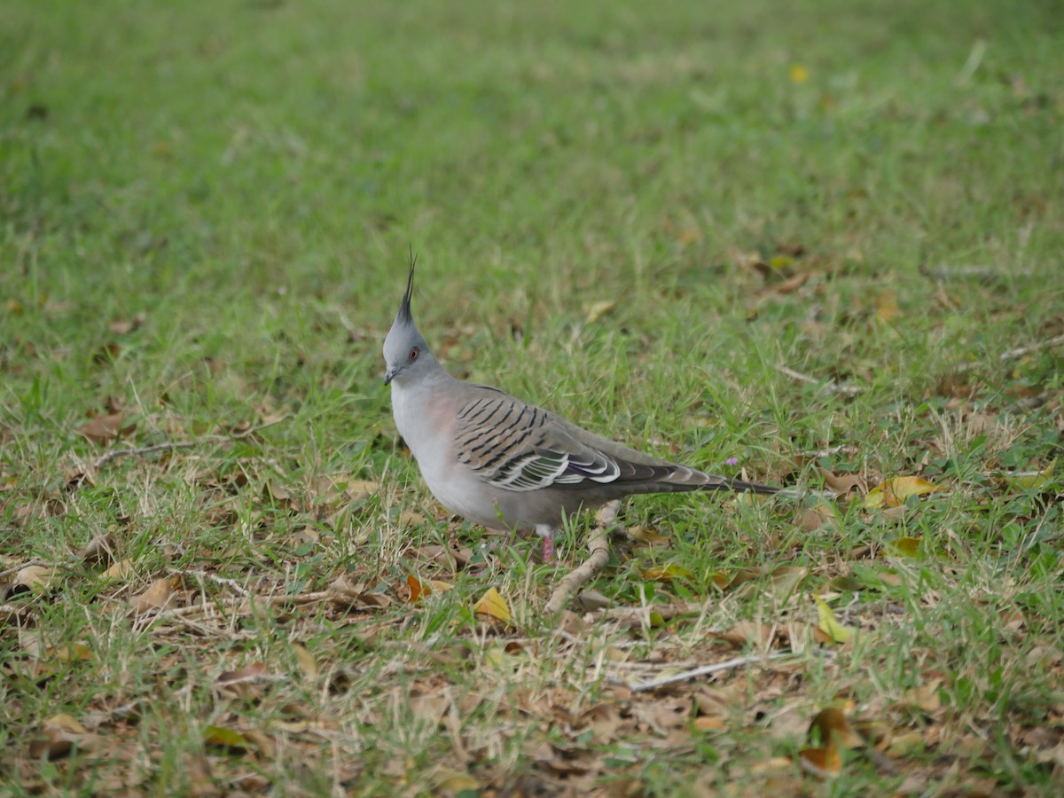 Crested Pigeon - ML105592911