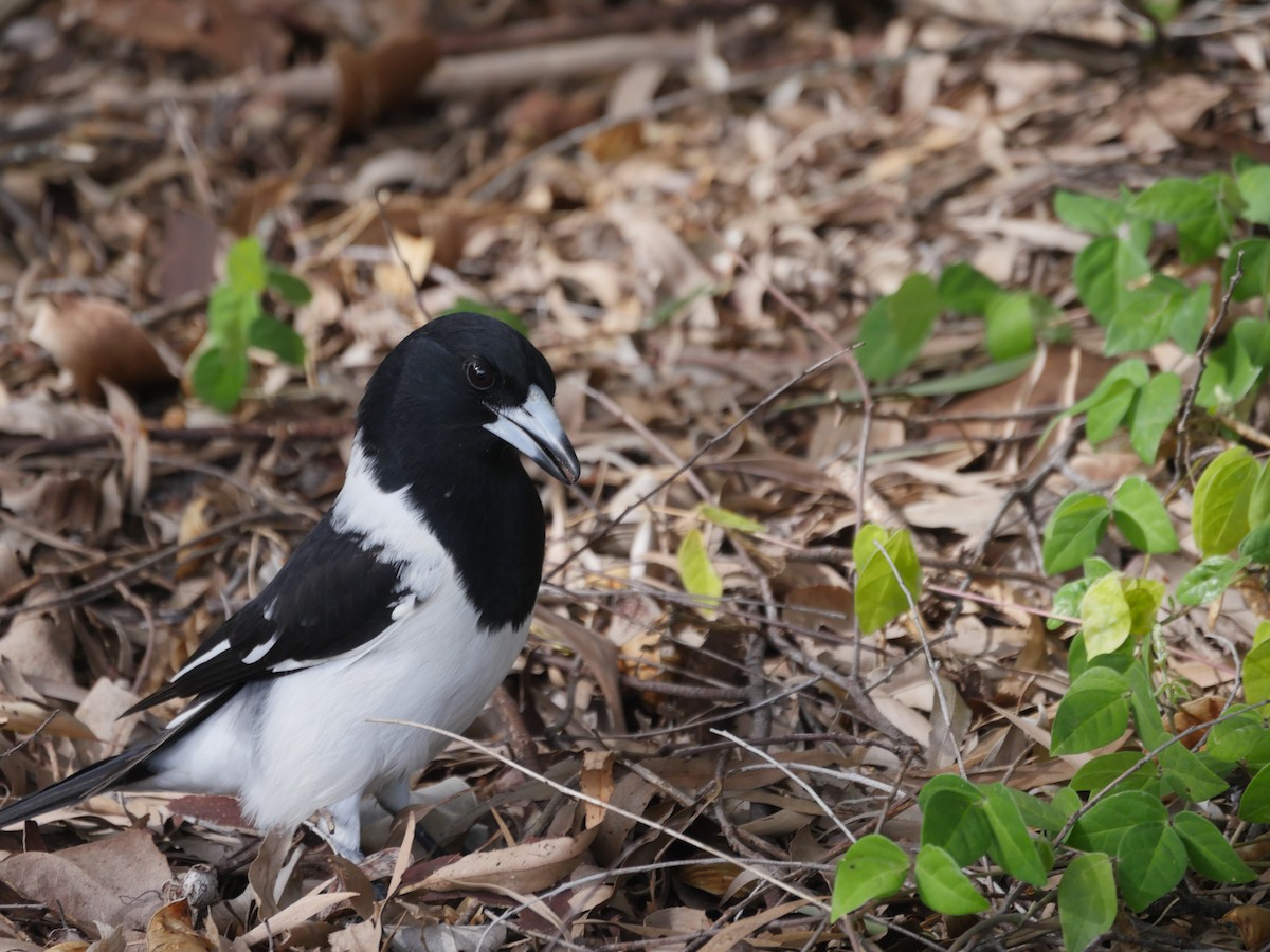 Pied Butcherbird - ML105593081