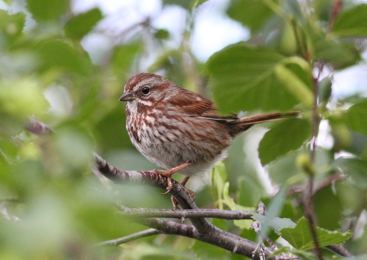 Song Sparrow - ML105593321