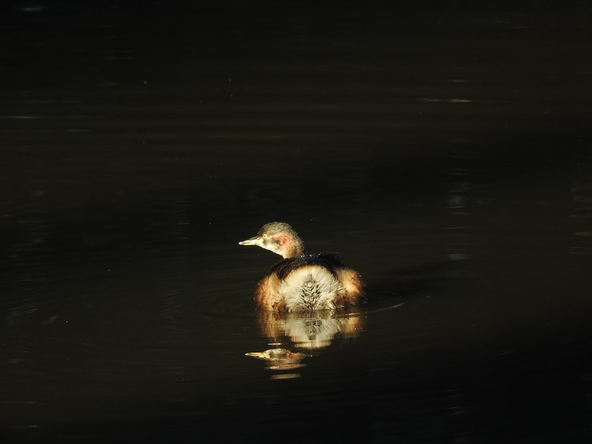 Australasian Grebe - George Vaughan