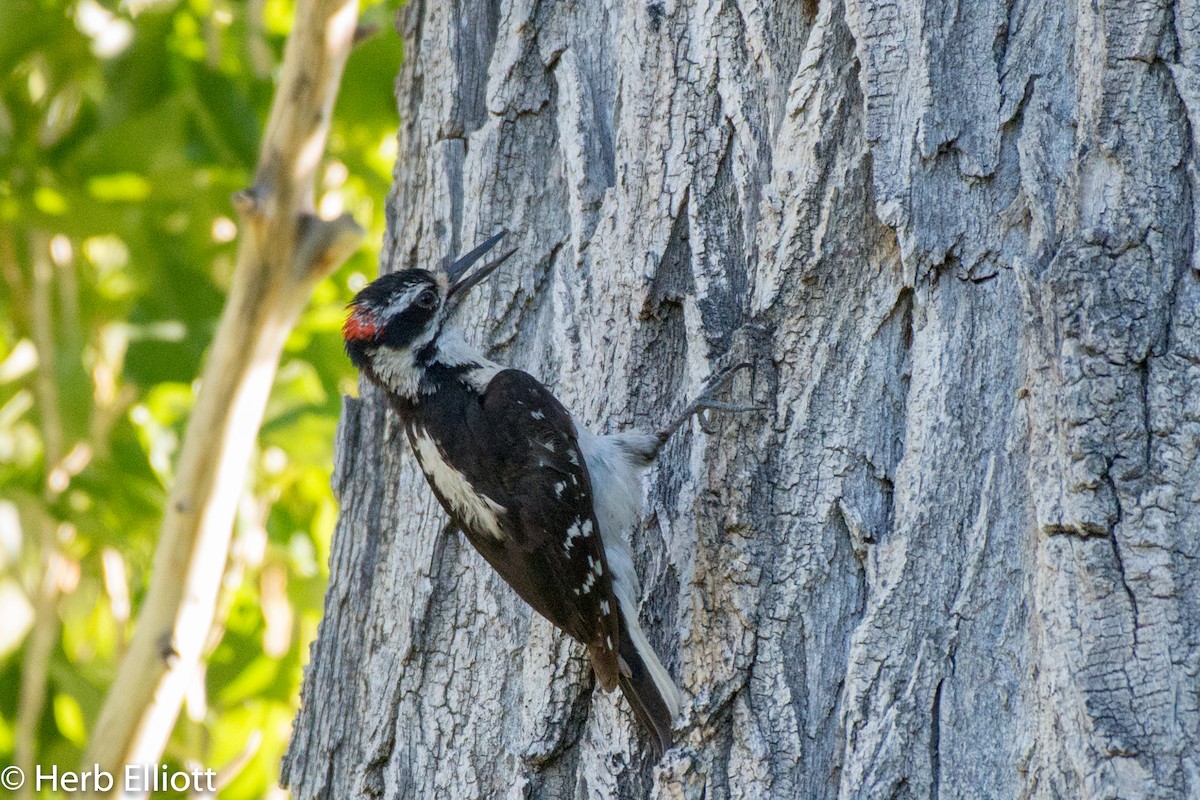 Hairy Woodpecker - ML105595961