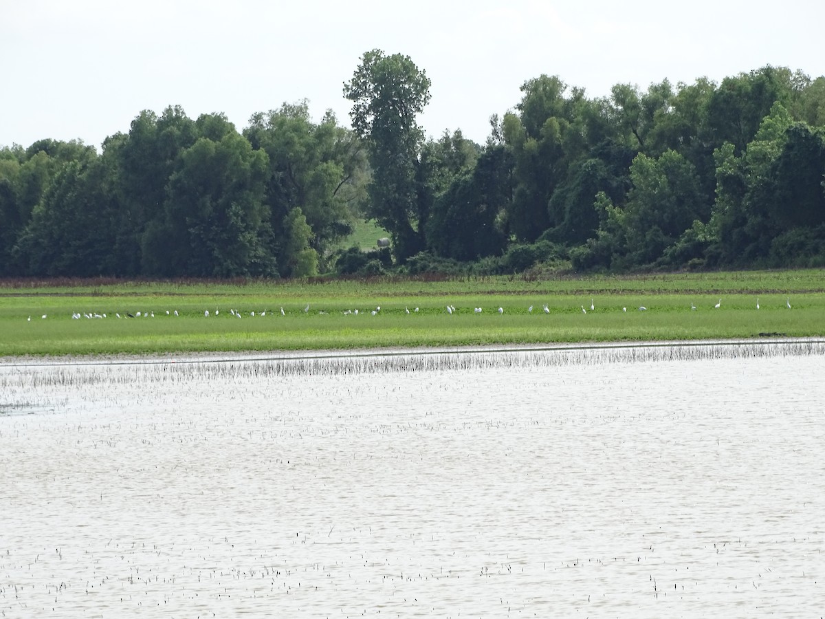 Great Egret - ML105596811