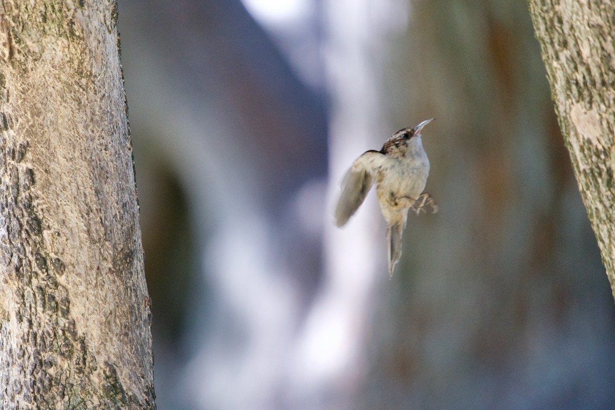 Brown Creeper - ML105596881