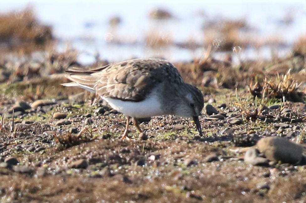 Temminck's Stint - Bob Friedrichs