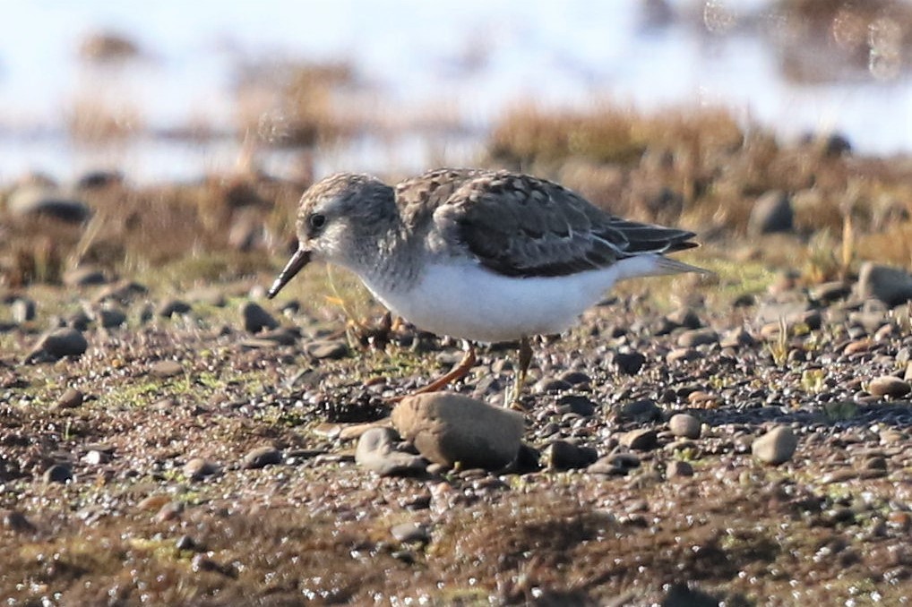 temmincksnipe - ML105597931