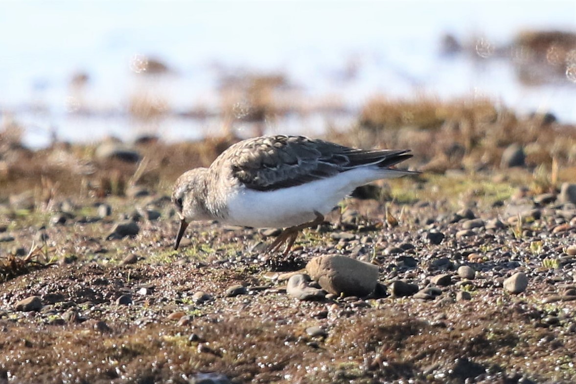 temmincksnipe - ML105597971