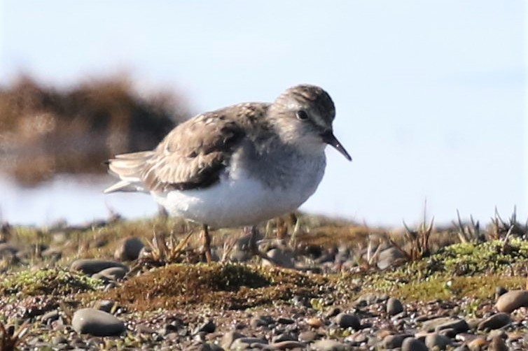 temmincksnipe - ML105598001