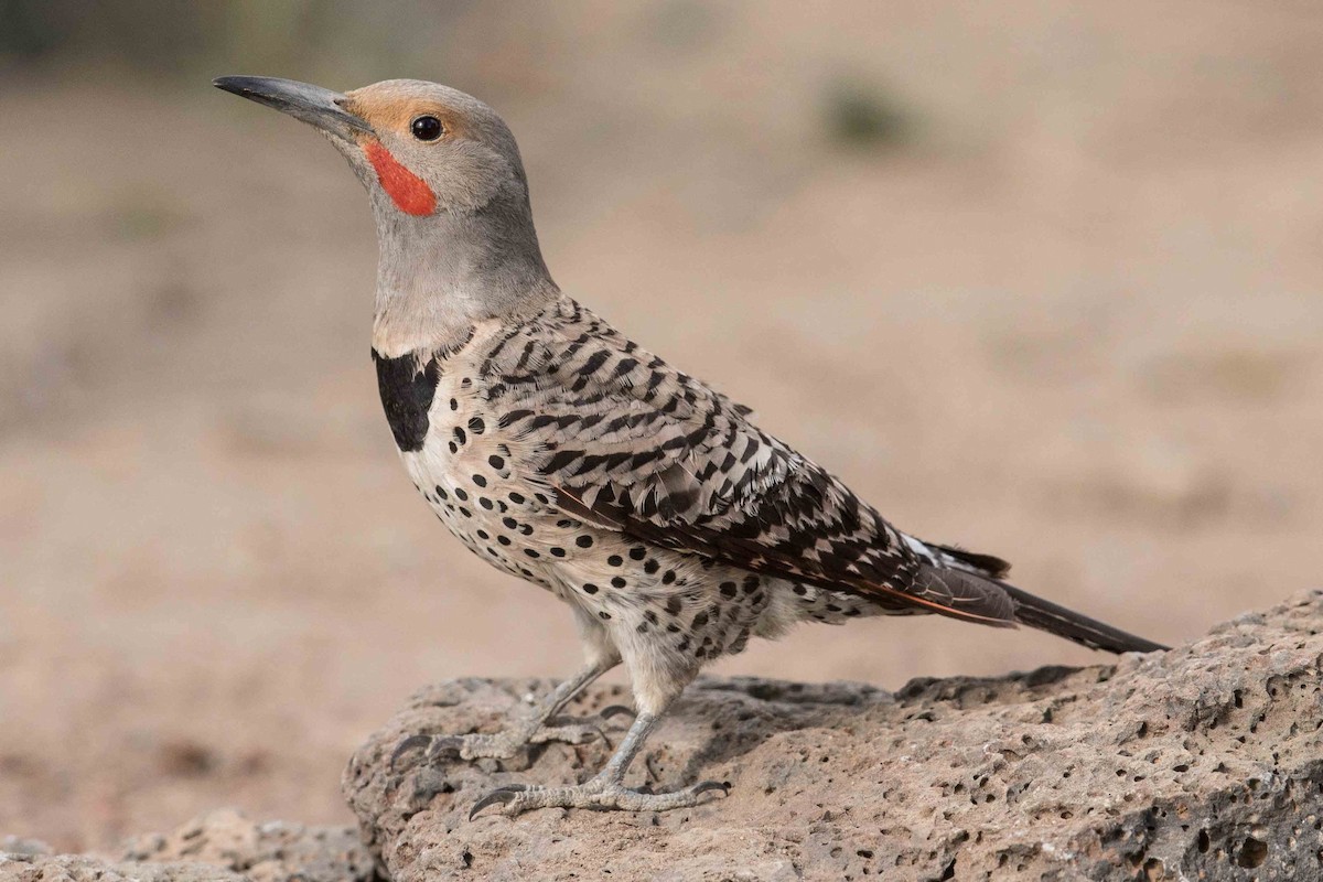 Northern Flicker (Red-shafted) - Eric VanderWerf