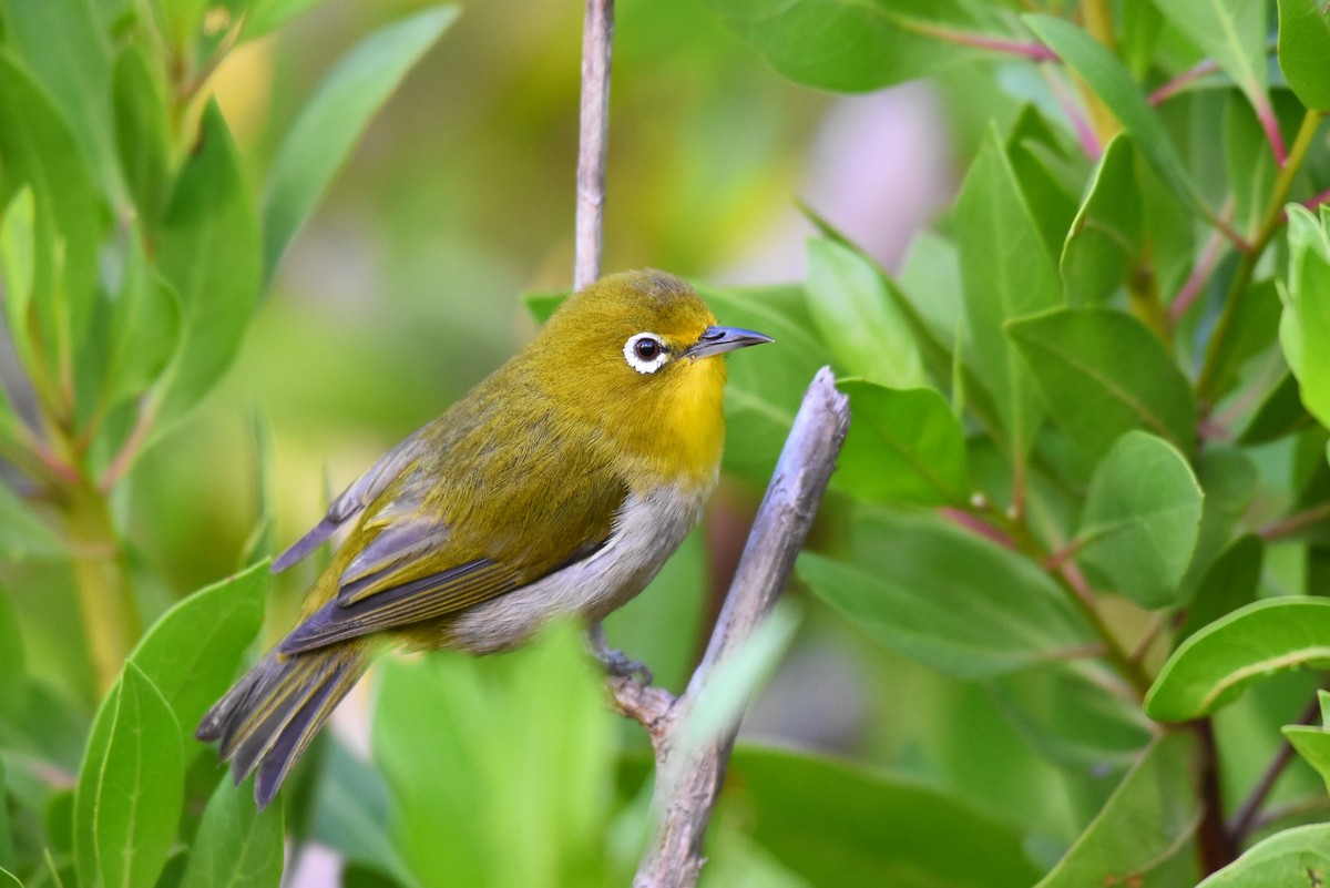 Warbling White-eye - ML105599341