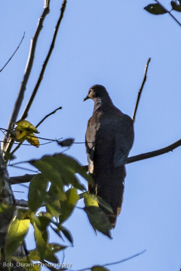 Brown Cuckoo-Dove - Bob Durant