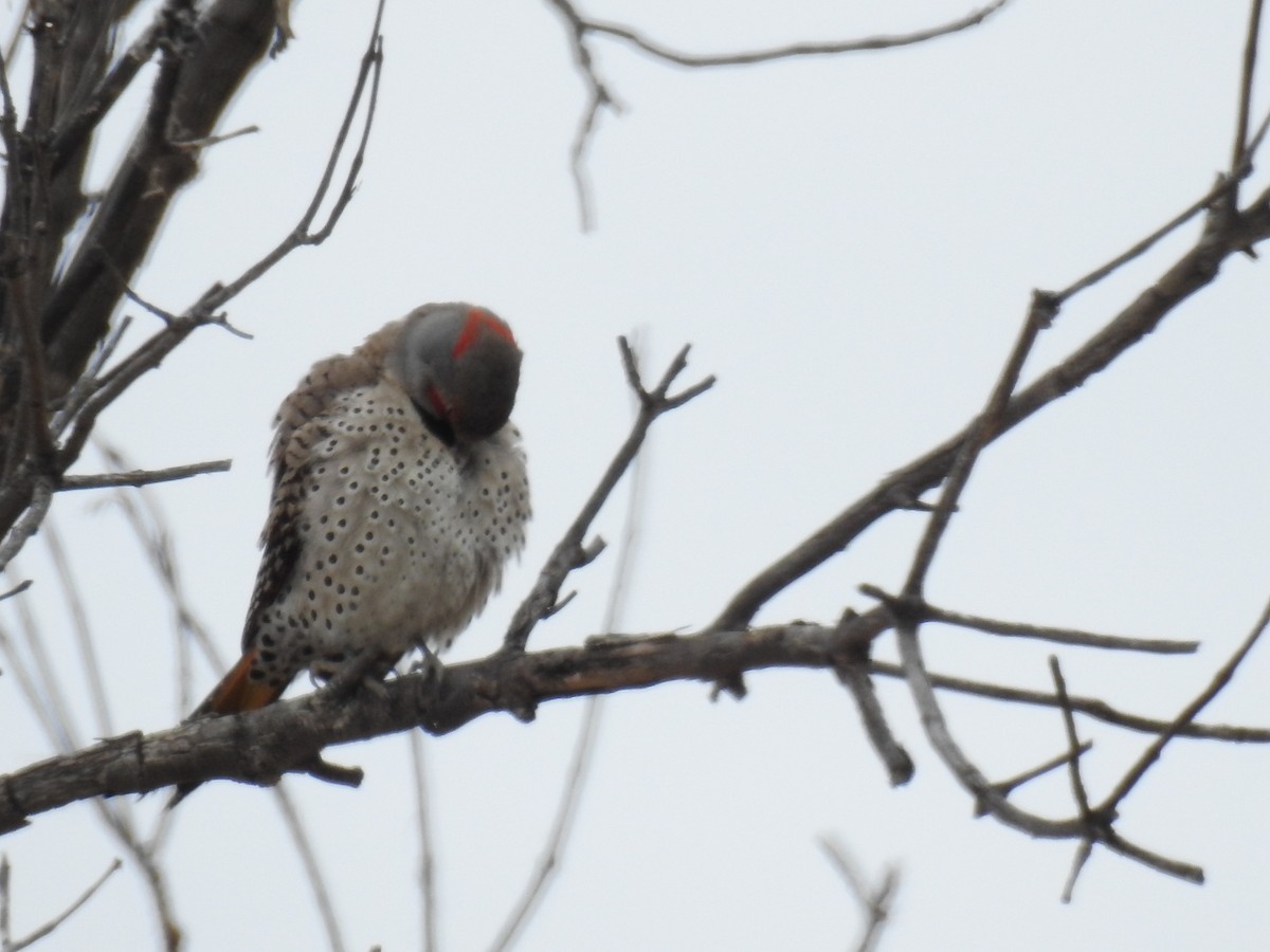 Northern Flicker - ML105601431