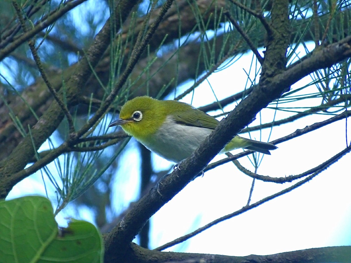 Lowland White-eye - ML105601831