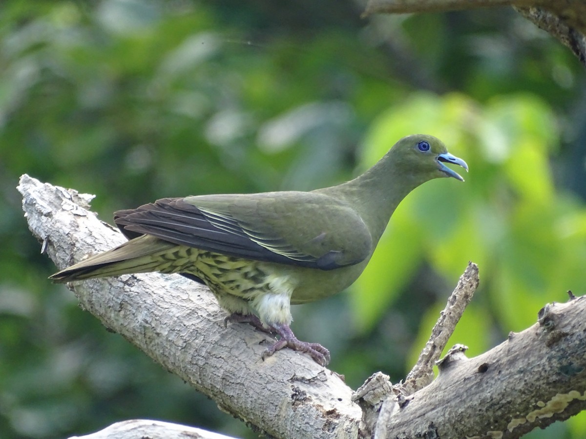 Whistling Green-Pigeon - ML105601911