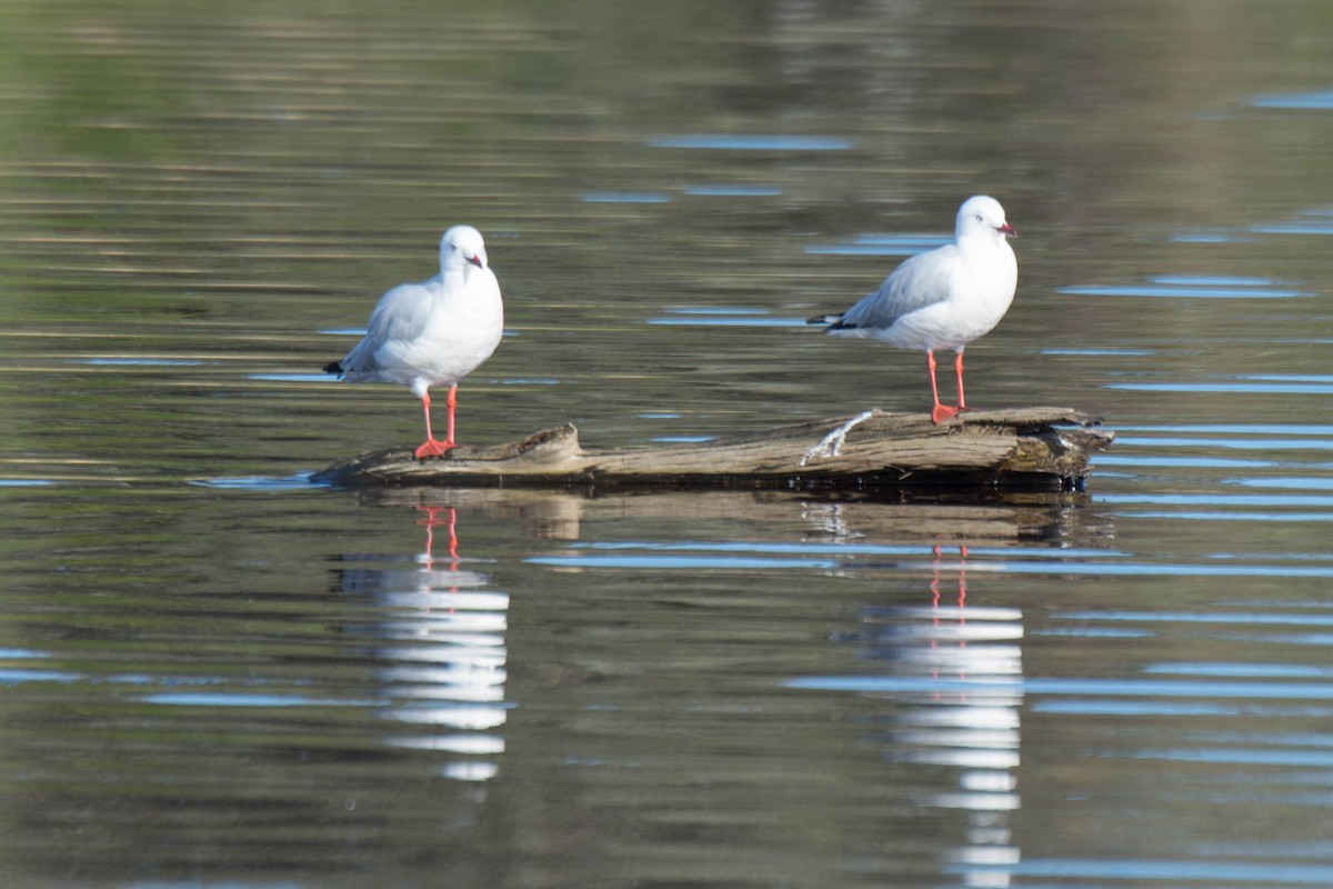 Silver Gull (Silver) - ML105602571