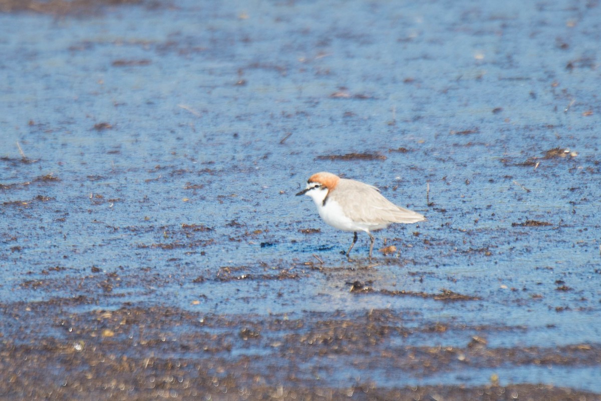 Red-capped Plover - ML105602581