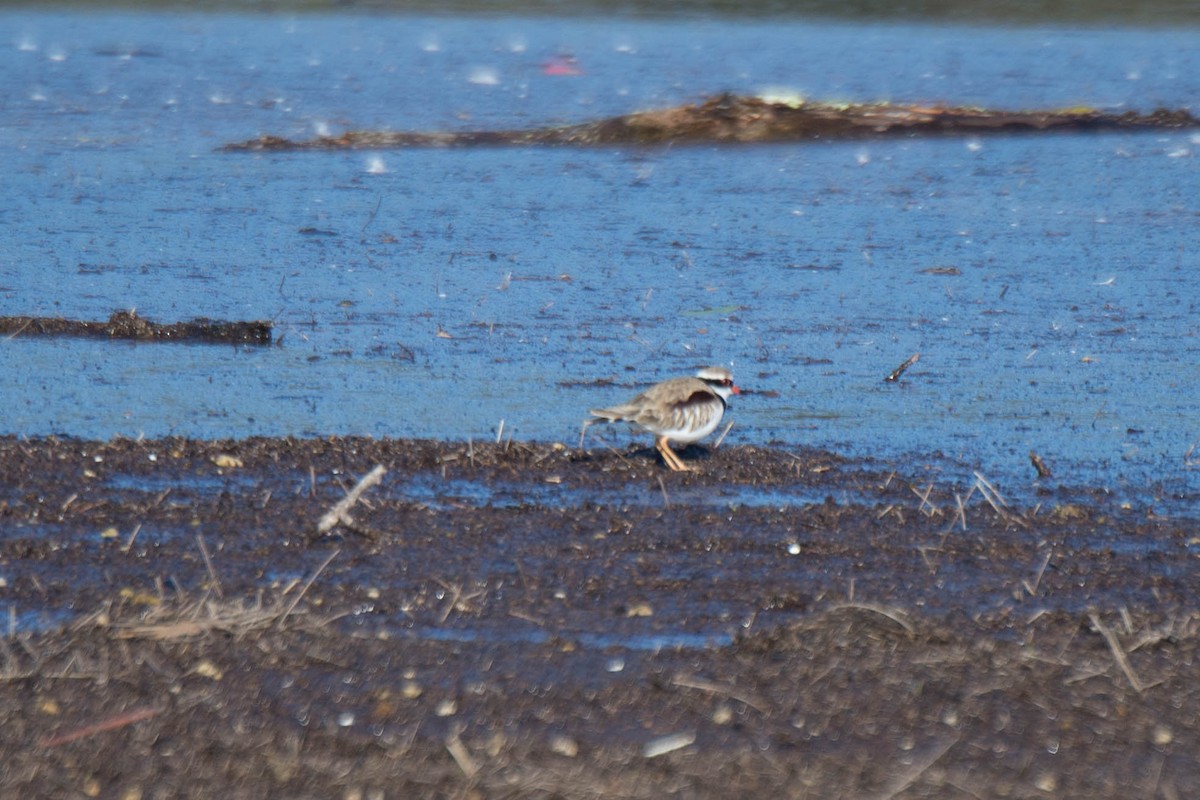 Black-fronted Dotterel - ML105602761