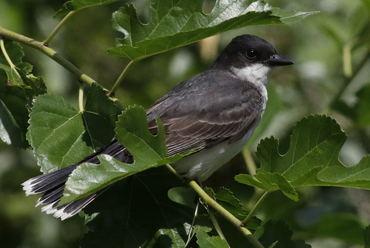 Eastern Kingbird - ML105603141