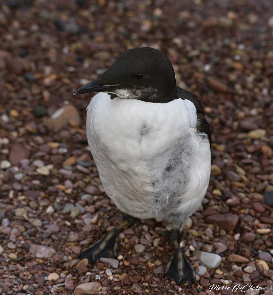 Thick-billed Murre - ML105604441
