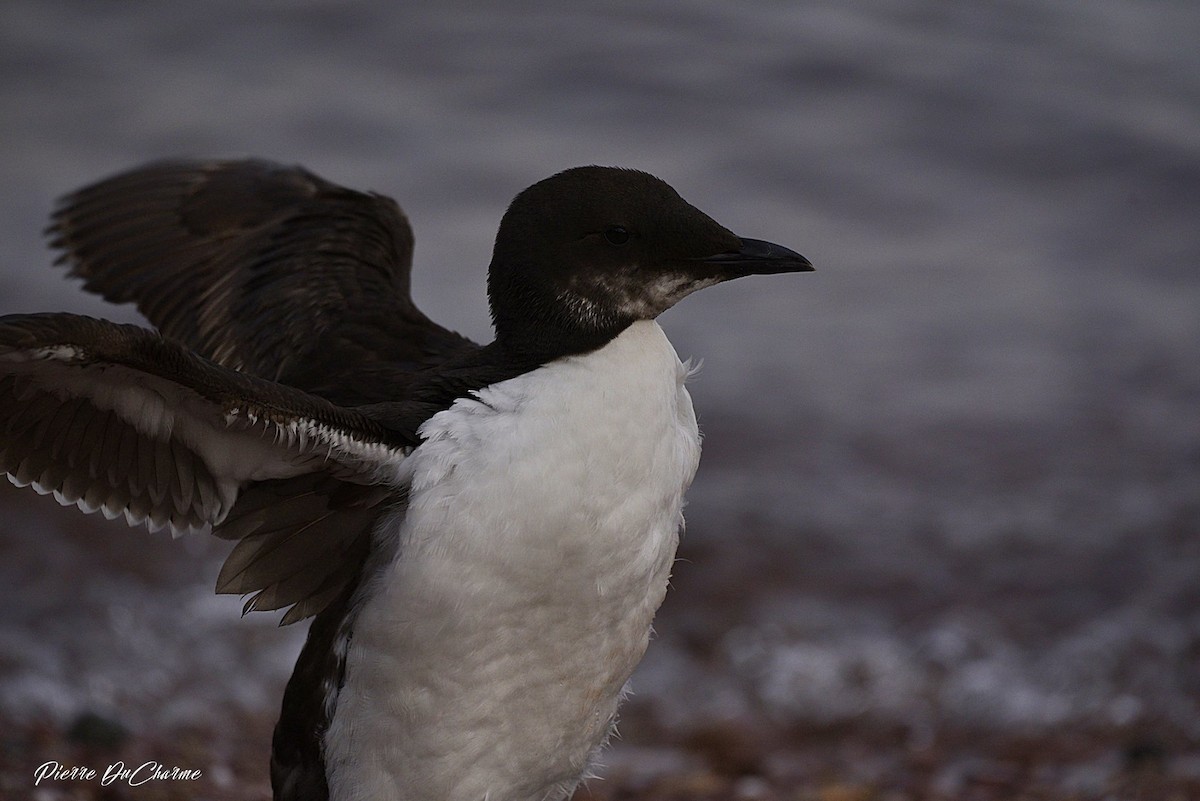 Thick-billed Murre - ML105604451