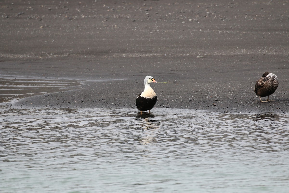 kajka královská - ML105604551