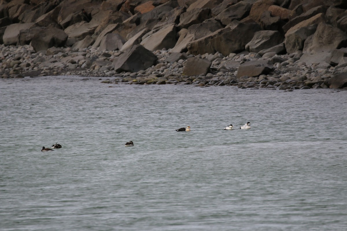 kajka královská - ML105604621