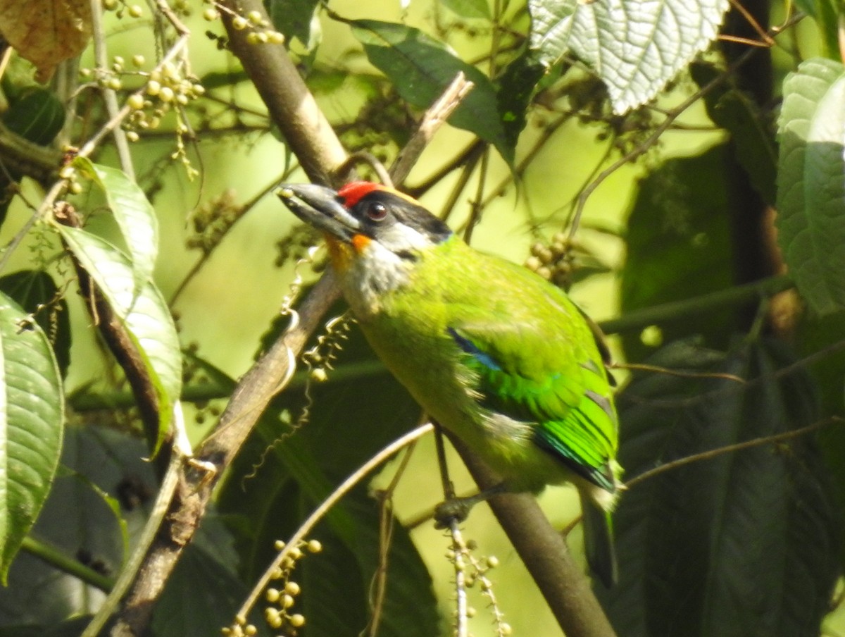 Golden-throated Barbet - bob butler