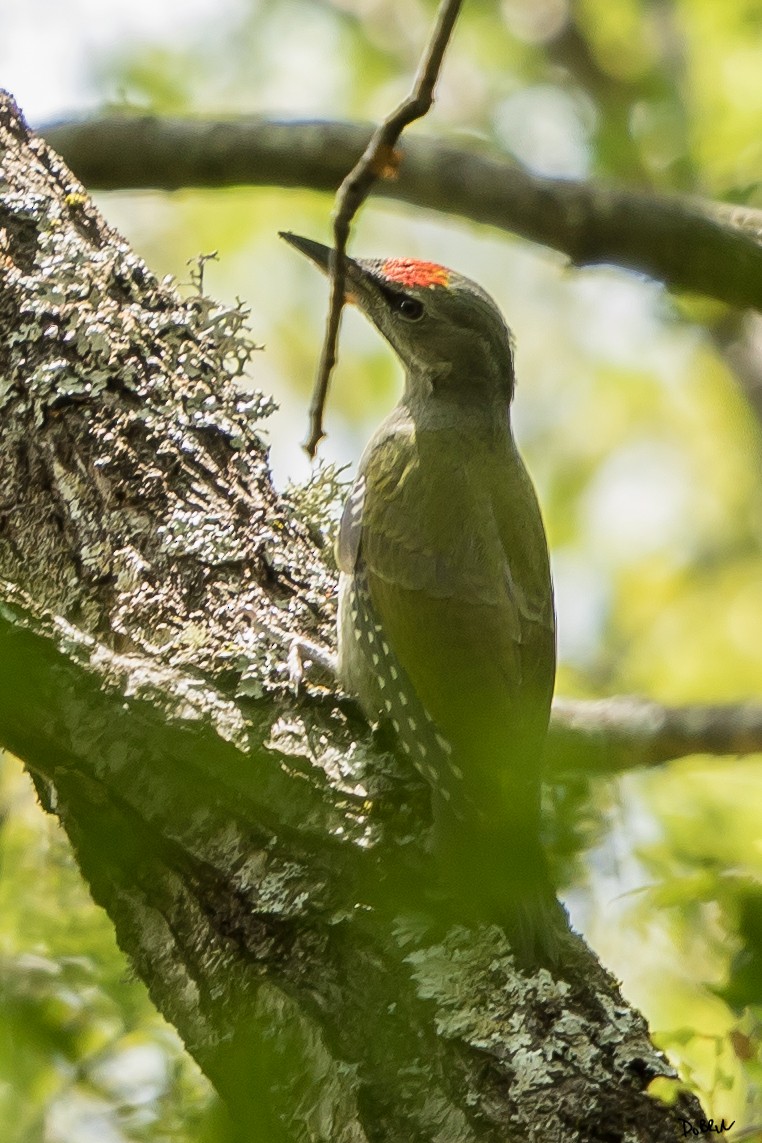 Gray-headed Woodpecker - ML105606821
