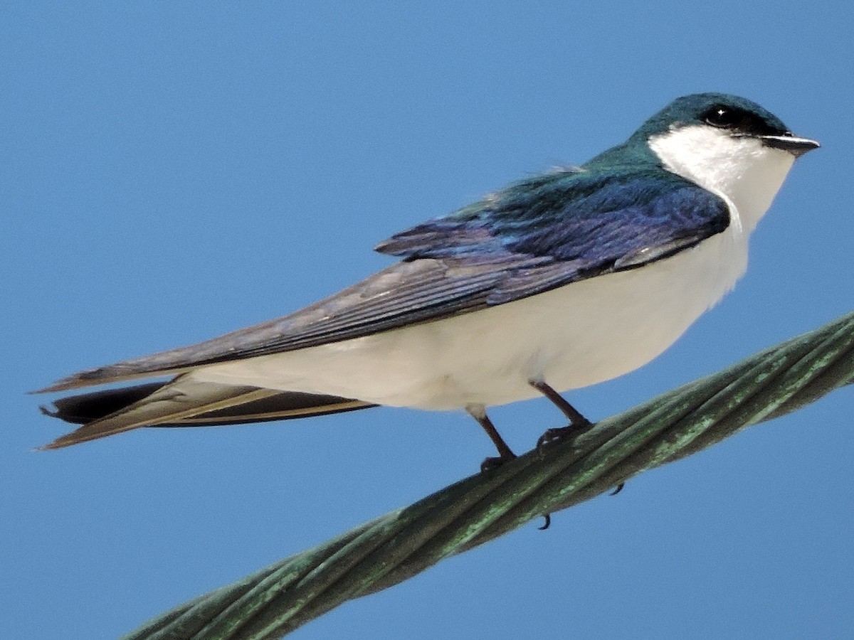 Bahama Swallow
