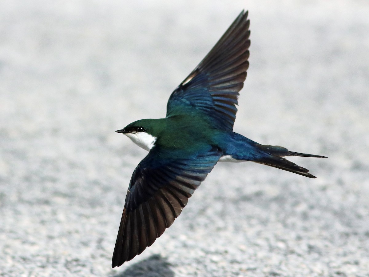 Bahama Swallow