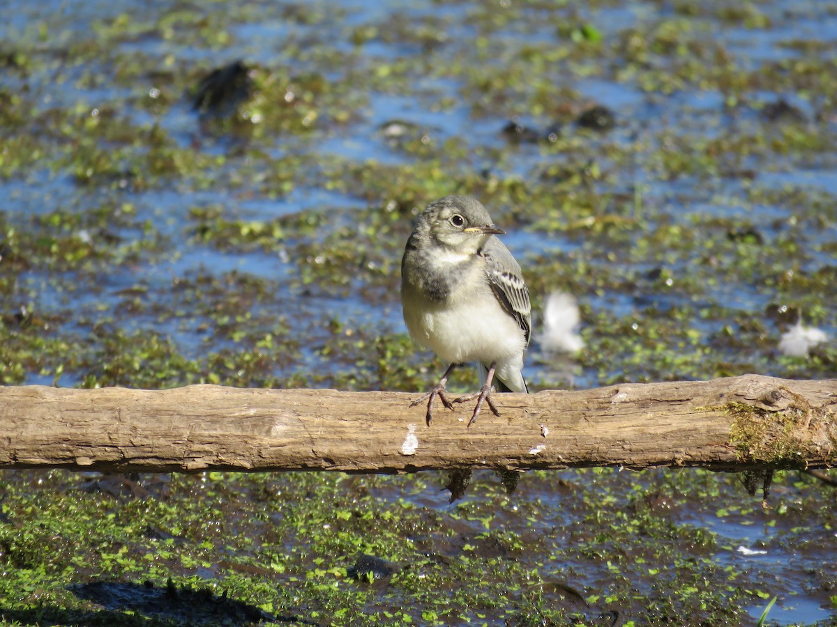 White Wagtail (White-faced) - ML105609991