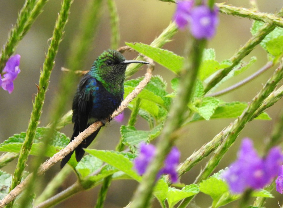 Fork-tailed Woodnymph - ML105611201