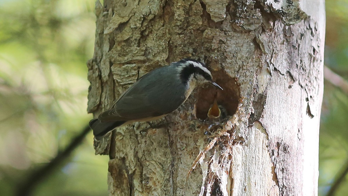 Red-breasted Nuthatch - ML105611401